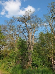Robinia pseudoacacia