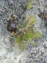 Baccharis boliviensis