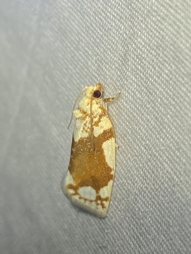 White-spotted Leafroller Moth photo 6