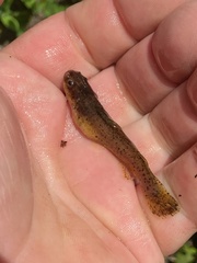 Noturus leptacanthus