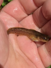 Noturus leptacanthus