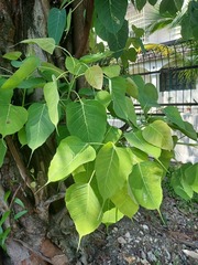 Ficus religiosa