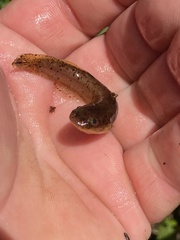 Noturus leptacanthus