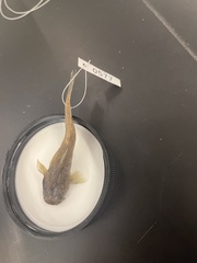 Noturus leptacanthus