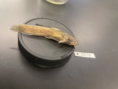 Noturus leptacanthus