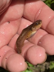 Noturus leptacanthus