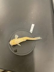 Noturus leptacanthus