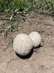 Calvatia fragilis