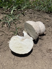 Calvatia fragilis