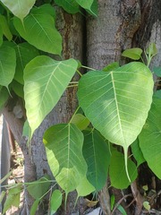 Ficus religiosa