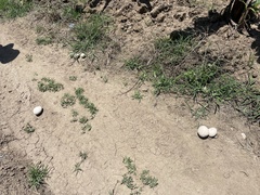 Calvatia fragilis