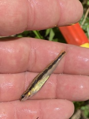 Percina smithvanizi