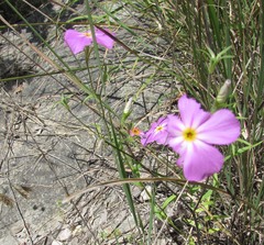 Phlox roemeriana