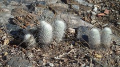 Mammillaria dixanthocentron