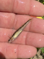 Percina smithvanizi