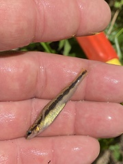 Percina smithvanizi