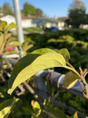 Amphilophium buccinatorium