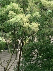 Magnoliopsida