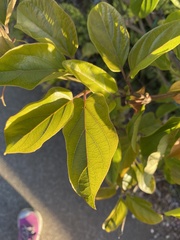 Amphilophium buccinatorium