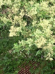 Magnoliopsida