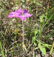 Phlox roemeriana