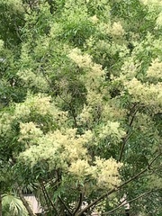 Magnoliopsida