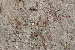 Eriogonum thurberi
