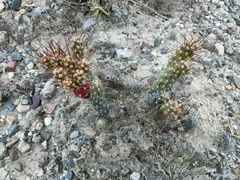 Austrocylindropuntieae