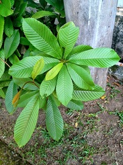 Dilleniaceae