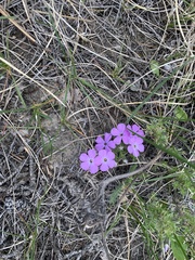 Phlox caespitosa