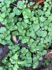 Chrysosplenium americanum