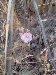 Phacelia vallis-mortae