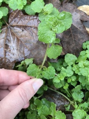 Chrysosplenium americanum