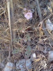 Phacelia vallis-mortae