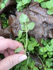 Chrysosplenium americanum