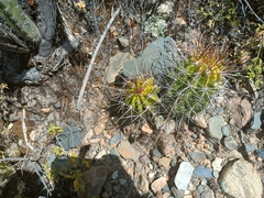 Echinopsis bridgesii