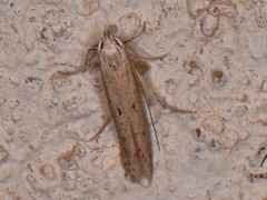 Haplochrois bipunctella