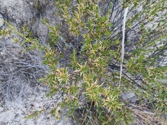Lophopappus foliosus
