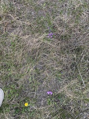 Phlox caespitosa