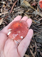 Russula lenkunya