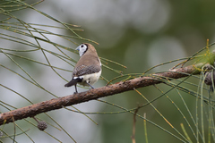 Stizoptera bichenovii bichenovii