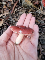 Russula lenkunya