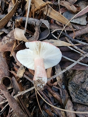 Russula lenkunya