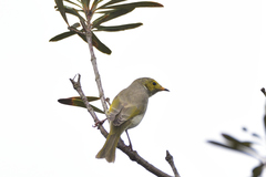 Ptilotula penicillata penicillata