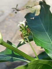 Oecophylla smaragdina