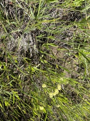 Lomatium cookii