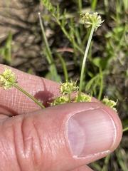 Lomatium cookii