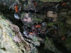 Liometopum microcephalum