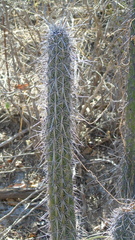 Lemaireocereus hollianus