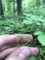 Dichanthelium yadkinense